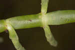 Virginia glasswort